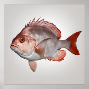 Snapper - Visprint Poster