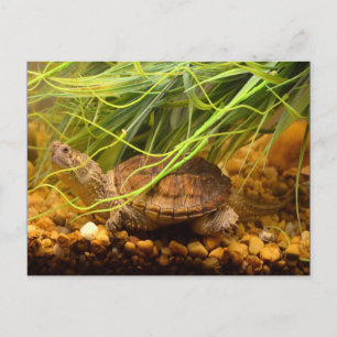 Snapping Turtle (New York) Briefkaart