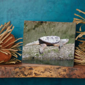 Snapschildpad Fotoplaat (Zijkant)