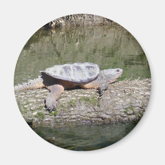 Snapschildpad Magneet (Voorkant)