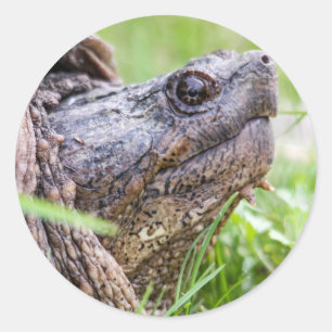 Snapschildpad Ronde Sticker