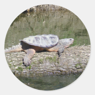 Snapschildpad Ronde Sticker