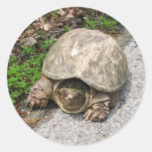 Snapschildpad Ronde Sticker