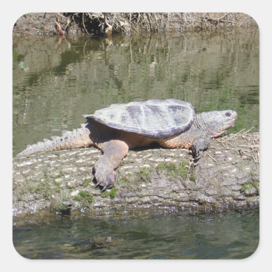 Snapschildpad Vierkante Sticker (Voorkant)