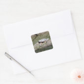 Snapschildpad Vierkante Sticker (Envelop)