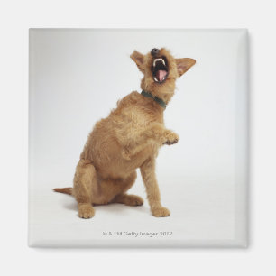 Snarling Dog Magneet