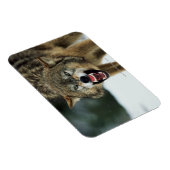 Snarling grijze wolf magneet (Rechterzijde)