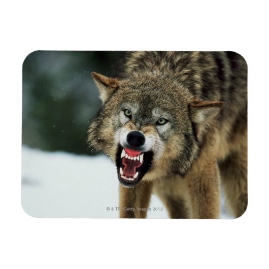 Snarling grijze wolf magneet (Horizontaal)