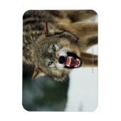 Snarling grijze wolf magneet (Verticaal)