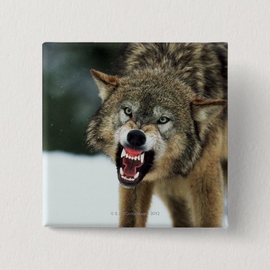 Snarling grijze wolf vierkante button 5,1 cm (Voorkant)