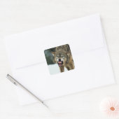 Snarling grijze wolf vierkante sticker (Envelop)