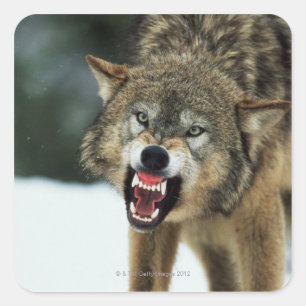 Snarling grijze wolf vierkante sticker