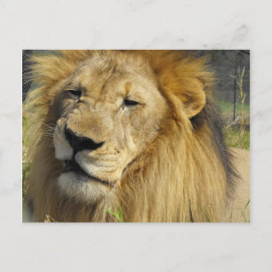 Snarling Lion Briefkaart