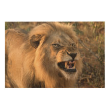 Snarling Male Lion in Natural Setting Photo