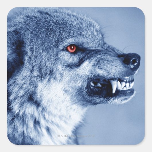 Snarling wolf (Canis Lupus), profiel (digitaal) Vierkante Sticker (Voorkant)