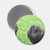Sneaky Crows Magneet (Voorkant / Achterkant)