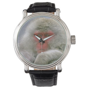 Sneeuw aap koppel, Japanse makaak, Horloge
