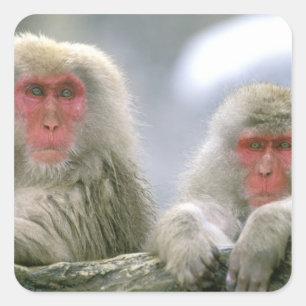 Sneeuw aap koppel, Japanse makaak, Vierkante Sticker
