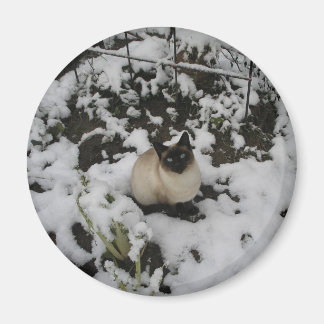 Sneeuw Afbeeldingen, Sneeuwkat Magneet