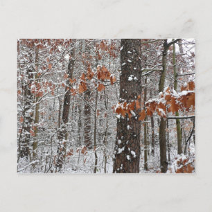 sneeuw bedekte eikenbomen WinterNatuur fotografie Briefkaart