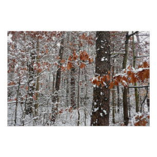 sneeuw bedekte eikenbomen WinterNatuur fotografie Perfect Poster