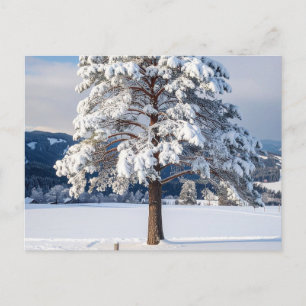 Sneeuw bedekte pijnboom briefkaart
