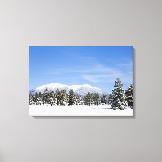 Sneeuw bedekte Prairie Pines en San Francisco Peak Canvas Afdruk (Voorkant)
