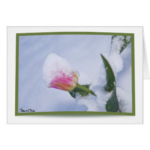 Sneeuw Bedekte Roze Tulp