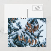 Sneeuw bedekte sparren Boughs en Pinecones Briefkaart (Voorkant / Achterkant)