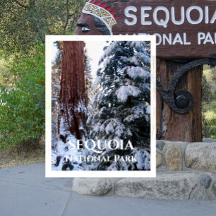 Sneeuw bedekte takken Winter Sequoia National Park Briefkaart