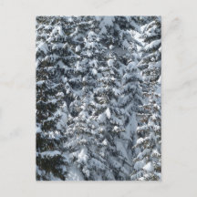 Sneeuw Dennenboom Textuur