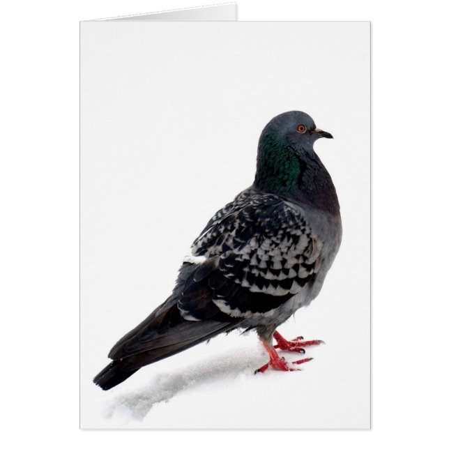 Sneeuw en duif (Voorkant)