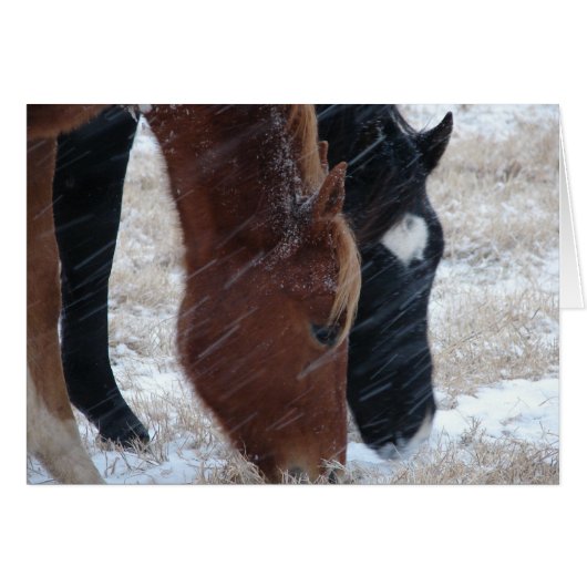 Sneeuw eten (Voorkant Horizontaal)