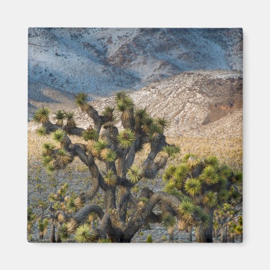 sneeuw in de doodvallei magneet (Voorkant)