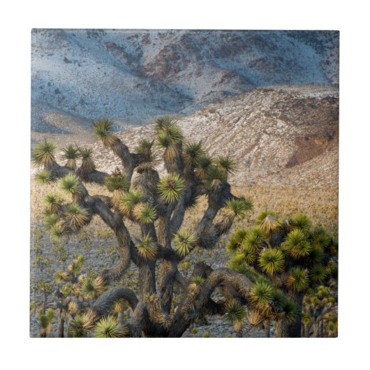 sneeuw in de doodvallei tegeltje (Voorkant)