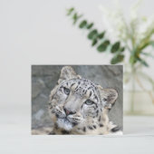 Sneeuw Leopard Closeup Face Briefkaart (Staand voorkant)
