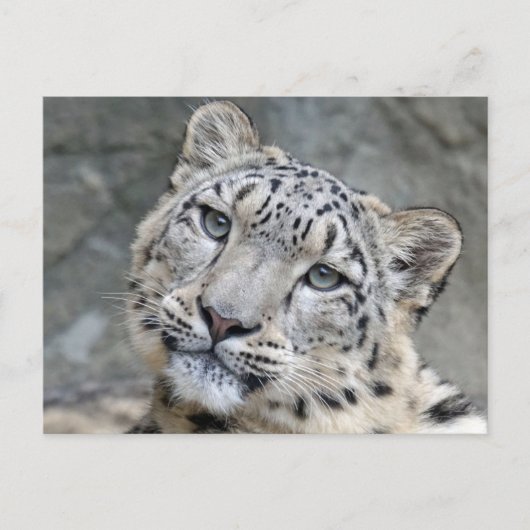 Sneeuw Leopard Closeup Face Briefkaart (Voorkant)