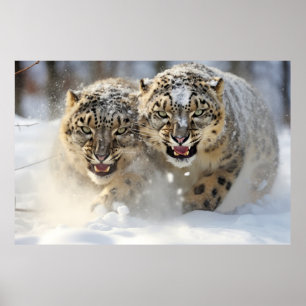 Sneeuw Leopard Dier Natuur Majestic Wild Poster