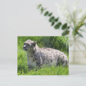 Sneeuw Leopard Mooie Fotografie Briefkaart (Staand voorkant)