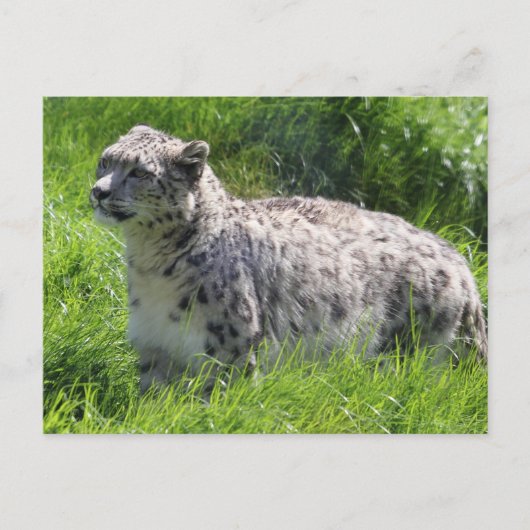 Sneeuw Leopard Mooie Fotografie Briefkaart (Voorkant)