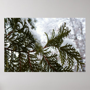 Sneeuw op altijdgroene takken poster