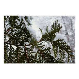 Sneeuw op Evergreen Branches Perfect Poster