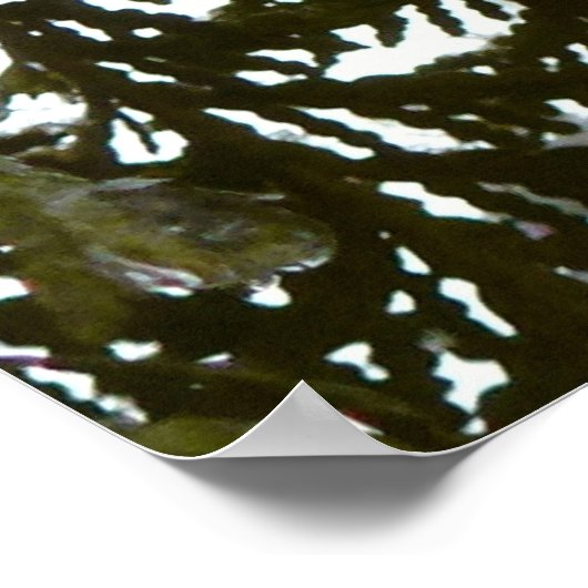 Sneeuw op Evergreen Branches Poster (Hoek)