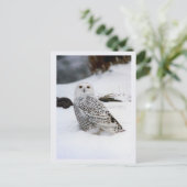 Sneeuw Uil in de Avond Schaduwen Briefkaart (Staand voorkant)