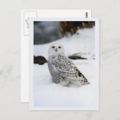 Sneeuw Uil in de Avond Schaduwen Briefkaart (Voorkant / Achterkant)