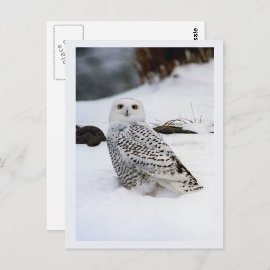 Sneeuw Uil in de Avond Schaduwen Briefkaart (Voorkant / Achterkant)