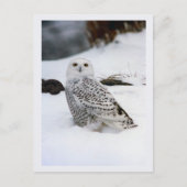 Sneeuw Uil in de Avond Schaduwen Briefkaart (Voorkant)