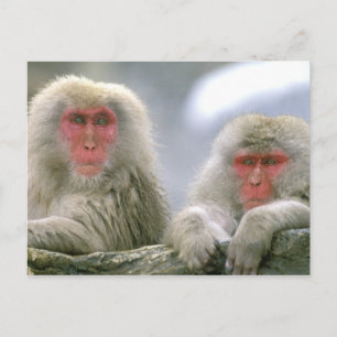Sneeuwaapparen, Japanse Macaque, Briefkaart