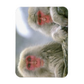 Sneeuwaapparen, Japanse Macaque, Magneet (Verticaal)