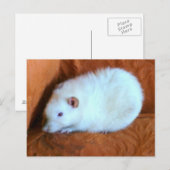 Sneeuwbal Witte Rat Briefkaart (Voorkant / Achterkant)